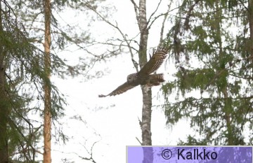 viirupöllö 033.jpg