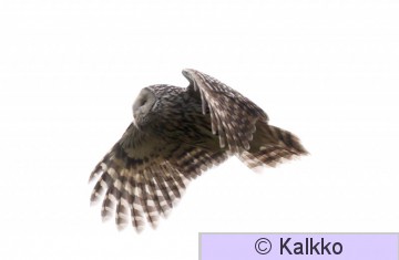 viirupöllö 063.jpg