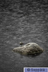 rantasipi_Kuru250522_iso.jpg