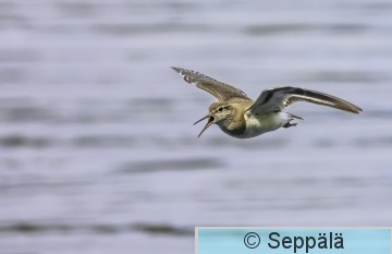 rantasipi_Kuru250619_iso.jpg