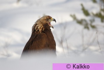 maakotka 551.jpg