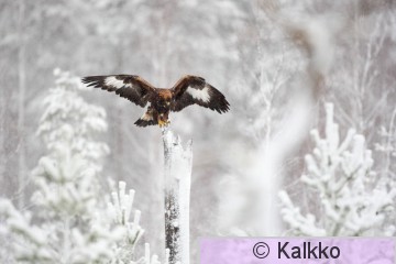 maakotka 819.jpg