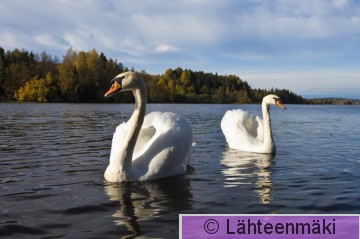 000300 Kyhmyjoutsen_02102011_Mouhijärvi Salmi.jpg