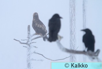 maakotka 1030.jpg