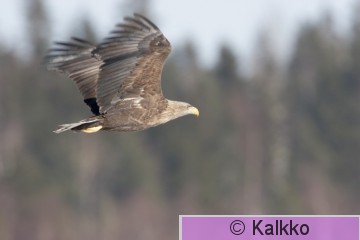 merikotka 014.jpg
