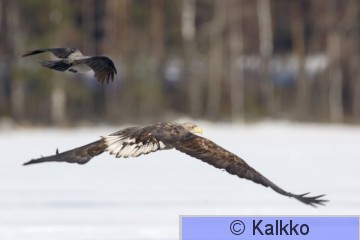 merikotka 018.jpg