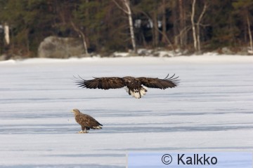 merikotka 036.jpg