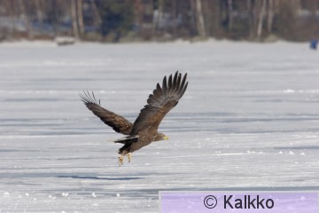 merikotka 058.jpg