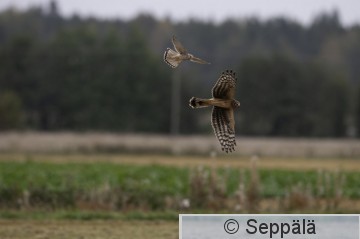 Circya faltin_8606_MakeRantala.jpg