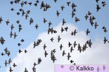 kottarainen 249.jpg
