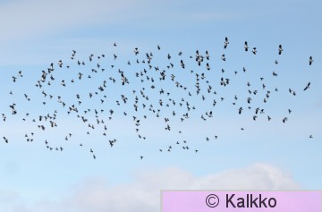 kottarainen 253.jpg
