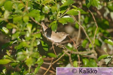 viitasirkkalintu 004.jpg
