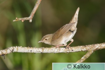 viitasirkkalintu 038.jpg