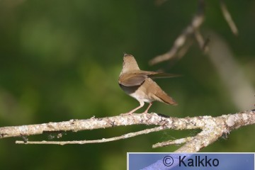 viitasirkkalintu 041.jpg