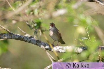 viitasirkkalintu 044.jpg