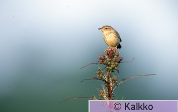 viirusirkkalintu 009.jpg