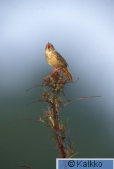 viirusirkkalintu 010.jpg