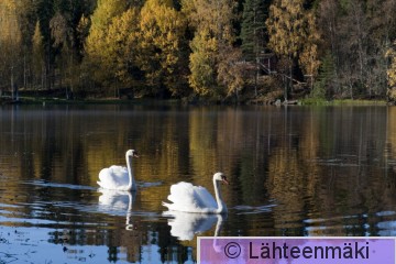 000325 Kyhmyjoutsen_09102011_Mouhijärvi Salmi.jpg
