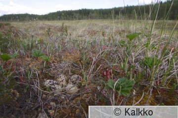 kapustarinta 079.jpg