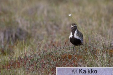 kapustarinta 090.jpg
