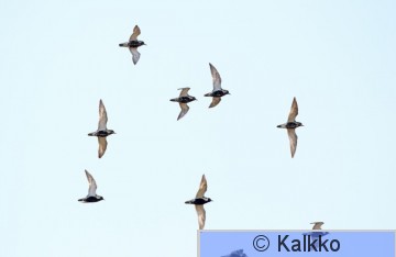kapustarinta 117.jpg