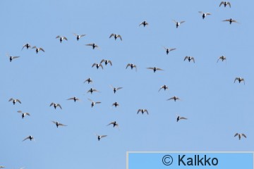 kapustarinta 189.jpg