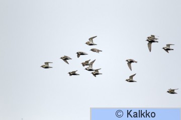 kapustarinta 238.jpg