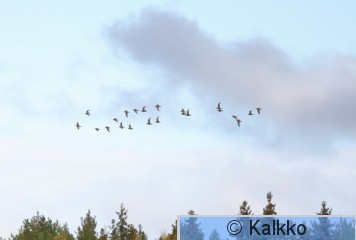 kapustarinta 305.jpg