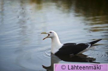 Selkälokki2_Reijo Lähteenmäki.jpg