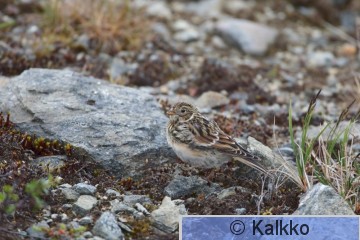 lapinsirkku 010.jpg