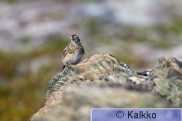 lapinsirkku 022.jpg