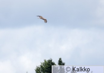 haarahaukka 520.jpg