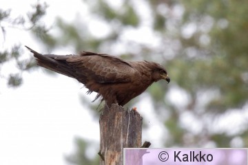 haarahaukka 018.jpg