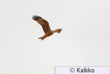 haarahaukka 059.jpg