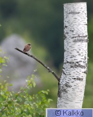 pikkulepinkäinen 208.jpg