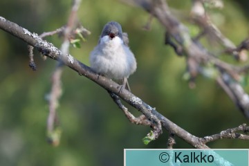 hernekerttu 075.jpg
