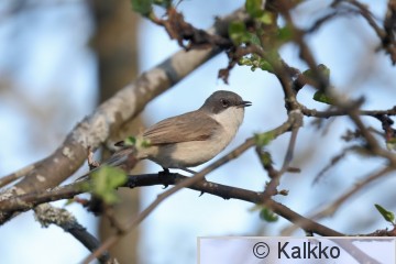 hernekerttu 080.jpg