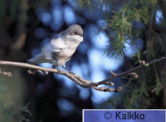 hernekerttu 093.jpg