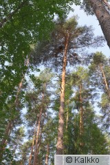 haarahaukka 551.jpg