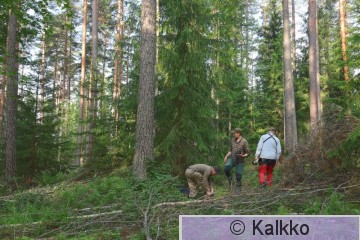 haarahaukka 552.jpg