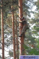haarahaukka 573.jpg