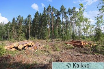 haarahaukka .jpg