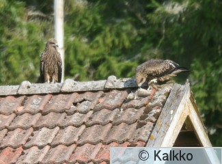haarahaukka 703.jpg