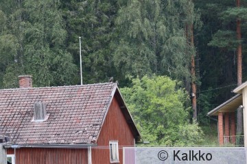 haarahaukka 728.jpg
