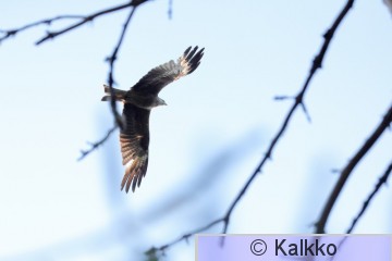 haarahaukka 745.jpg