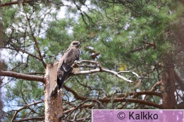 haarahaukka 821.jpg