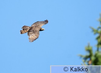 mehiläishaukka 336.jpg