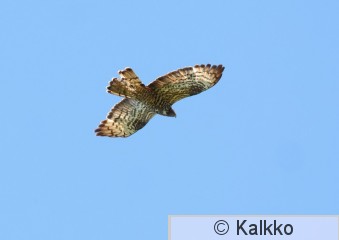 mehiläishaukka 339.jpg