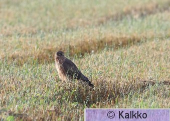 sinisuohaukka 742.jpg