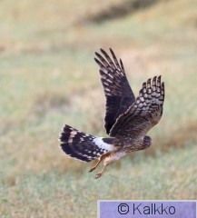 sinisuohaukka 750.jpg